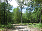 Rosewood Forest